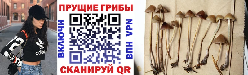 закладки  Бокситогорск  Галлюциногенные грибы мицелий 